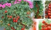 Tự trồng cà chua sạch tại nhà nhớ đặt 6 thứ này vào gốc để cây lớn ‘nhanh như thổi’, quả sai trĩu trịt 