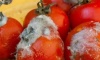 Cà chua thối, hỏng đừng vứt đi: Chúng là kho báu có công dụng tuyệt vời ai cũng thích