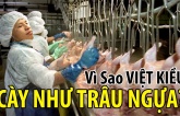 Cuộc sống Việt kiều Mỹ muốn có nhiều tiền phải 'cực khổ như trâu ngựa'