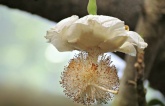 Baobab Flowers: A Beautifully Ephemeral Sight in Africa