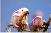 Discover the Surprising Similarity of Yulan Magnolias to Birds