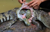 A daring rescue mission saved three precious sea turtles from the belly of a hungry crocodile