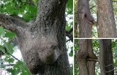 Provocative Trees: Captivating Every Gaze - Amazing Nature