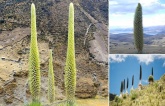 Unveiling the Mystery of Puya raimondii: The Majestic Queen of the Andes, the World’s Largest Bromeliad