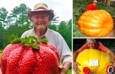 Unrecorded sizes of fruits and vegetables surprise viewers