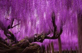 Behold the Spectacular 144-Year-Old Wisteria in Japan: A Breathtaking Purple-Pink Sky Spanning Over 1,990 Square Meters