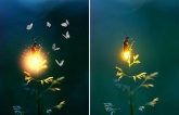 Fireflies - Enchanting Illuminators of the Forest, Nature's Magical Light Emitting Creatures