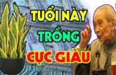 Ai thuộc tuổi này trồng cây lưỡi Hổ cực hợp: Để trong nhà kinh doanh đắc lộc, tiền đẻ ra tiền