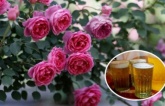 Cho hoa hồng 'uống' thứ nước này mỗi tuần một lần, hoa nở không kịp hái, vườn nhà bạn sẽ thành cả rừng hoa