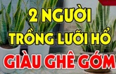 Ai thuộc 2 mệnh này trồng cây lưỡi hổ: Kinh doanh như Rồng cưỡi mây, 1 vốn 10 lời, chẳng thiếu tiền xài