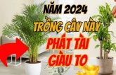 5 loại cây phong thủy cực tốt cho năm 2024, rinh một cây về nhà cũng đủ cả năm hưởng giàu sang, phúc lộc