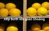 Mùa bưởi, cứ dùng thứ này quét lên quả bưởi thì giữ được vài tháng bưởi không mốc không héo