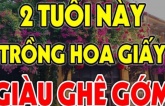 Ai thuộc tuổi này trồng hoa giấy như cá Chép hóa Rồng: Kinh doanh đắc tài, chẳng thiếu tiền xài