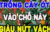 Ớt là loại quả rất cay, vậy trồng ớt trước nhà có được không? Mang lại may mắn hay điềm rủi