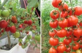 Đừng mua cà chua nữa, tự trồng cà chua tại nhà cây lớn ‘nhanh như thổi’, quả sai trĩu trịt