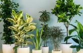 Công bố bảng vàng 10 loại cây cảnh “lọc sạch” khí độc trong nhà, hút bực xạ wifi điện thoại