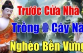 4 loại cây Sát Khí cao trồng trước nhà nào, nhà ấy suy vong: Càng để lâu càng hao của chặt ngay còn kịp