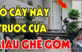 Loại cây cảnh trấn trạch - chiêu tài, ví như thần hộ mệnh, gia chủ tha hồ hưởng lộc