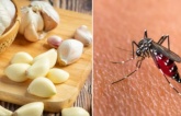Muỗi sợ mùi hương của 7 thứ này, đặt trong nhà là muỗi không dám bén mảng