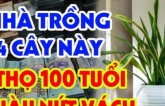 4 loại cây ví như đệ tử Thần Tài, trồng ở đâu hút lộc về ở đấy