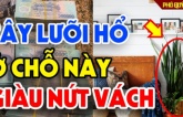 Cây Lưỡi Hổ xua đuổi tà ma, hút tài lộc đừng trồng linh tinh: Đây mới là vị trí tốt ai cũng nên biết