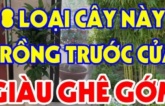 Các cụ có câu: 3 loại cây đệ tử Thần Tài trồng trước nhà nào, nhà đó cực kỳ giàu có