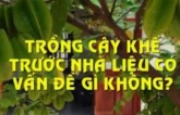 Trồng khế trước cửa: 2 ‘cần’ - 1 ‘tránh’ lộc lá tiền của mới đổ về