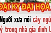 Người xưa nói cây ngũ quỷ trong nhà gia đình lụn bại, cây ngũ quỷ là gì?