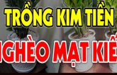 Cây kim tiền kỵ nhất người thuộc 2 mệnh này: Đặt trong nhà càng xanh tốt càng cạn lộc