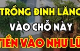 Cây Đinh Lăng trấn giữ của cải đừng trồng linh tinh: Vị trí này mới tốt nhất theo phong thủy