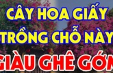 Cây hoa giấy ngăn chặn điềm xấu hút tài lộc nhưng đừng trồng linh tinh: Chúng chỉ hợp với người thuộc mệnh này