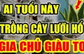 Ai thuộc 2 tuổi này trồng cây lưỡi hổ như ” Cá Chép hóa Rồng”: Kinh doanh đắc tài, chẳng thiếu tiền xài