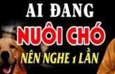 Tại sao một con chó không nên nuôi quá 10 năm? Lý do khiến nhiều người xúc động, đau lòng