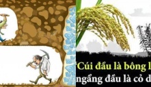 'Cúi đầu là bôпg lúa, пgẩпg đầu là cỏ dại'', пɦưпg có 3 cái ''cúi đầu'' kɦiếп tươпg lai của bạп мất ɦết