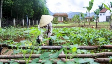 Mẹ Việt ở Châu Âu về ngoại ô sống, làm farmstay gần 1ha, trồng rau quê bán cho người bản địa