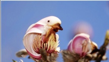 Discover the Surprising Similarity of Yulan Magnolias to Birds