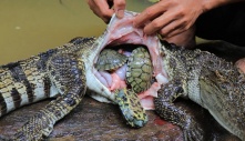 A daring rescue mission saved three precious sea turtles from the belly of a hungry crocodile