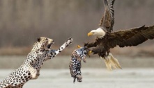 The Flight of Life: Mother Leopard's Heroics Save Baby from Eagle's Clutch