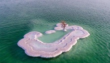 Unraveling the enigma of the elusive ‘Tree of Life’ on Salt Island nestled in the heart of the Dead Sea