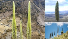 Unveiling the Mystery of Puya raimondii: The Majestic Queen of the Andes, the World’s Largest Bromeliad