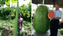 Mind-Blowing Finds: Unveiling the Enormous Fruits and Vegetables that Will Leave You Speechless'