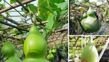 Vietnamese farmers can grow gourds weighing tens of kilograms like in fairy tales