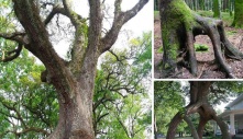 The Enigma of the Four-Legged Tree: Unraveling a Natural Marvel