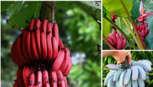 You may not know: These are the strangest colored forest bananas in the world