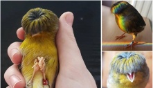 Meet the Adorable Avian in an Enchanting Rainbow Suit and Retro, Multicolored Bowl-Cut