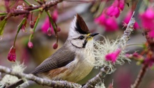 A sparrow with a dainty speckled neck, stylish mustache on the handle and a bold dark chocolate badge