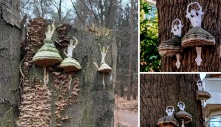 Revealing Nature's Enchantment: Breathtaking Artwork Fashioned by Tree Fungi