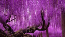 Behold the Spectacular 144-Year-Old Wisteria in Japan: A Breathtaking Purple-Pink Sky Spanning Over 1,990 Square Meters