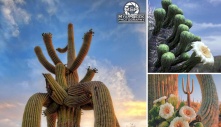 Massive Saguaro Cactus: towering over 50 feet and weighing over 2 tons, the largest in all of the United States