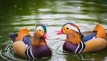 The Uyen Uong Duck's mesmerizing plumage stands out in the avian kingdom